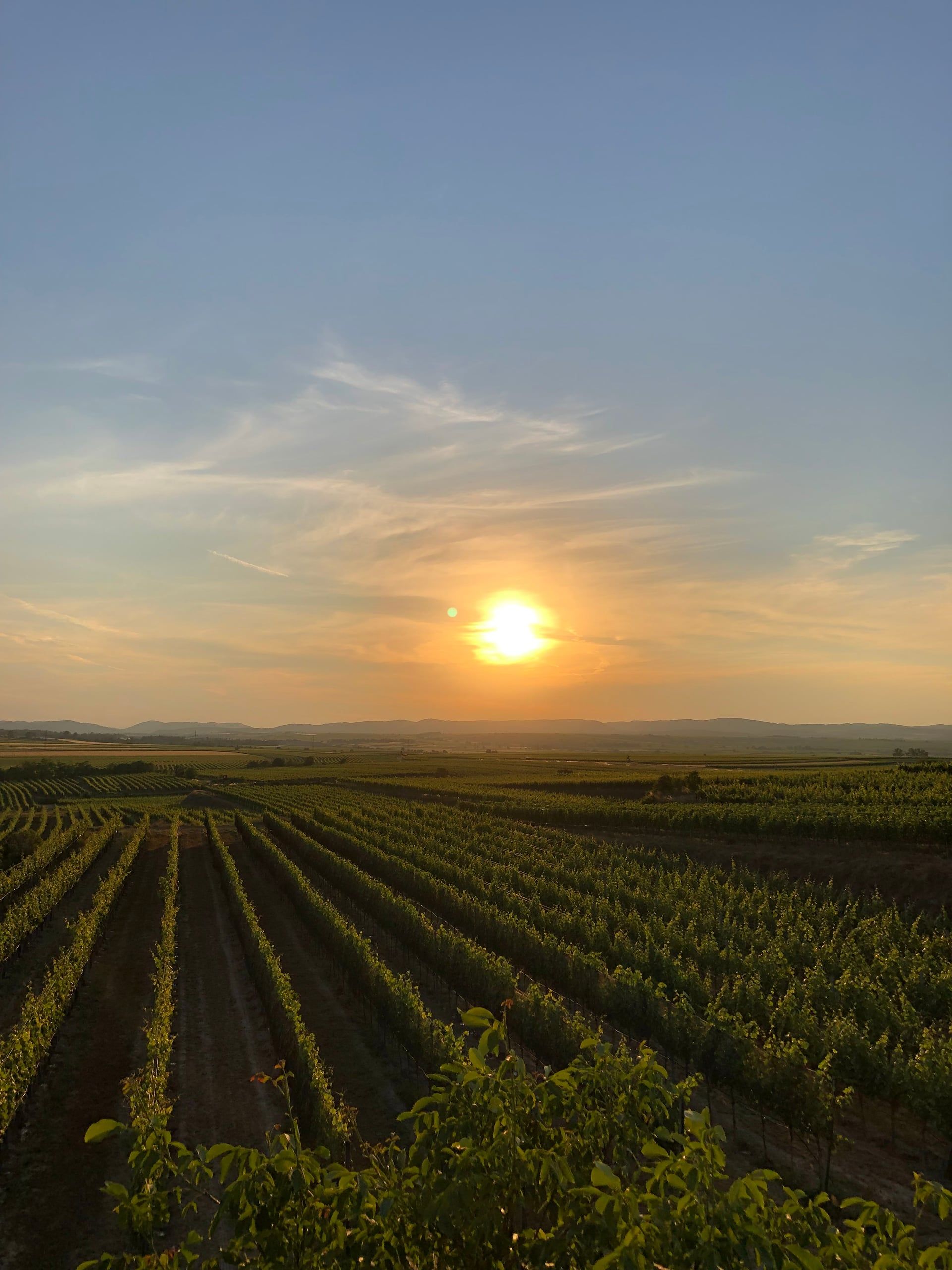 Sonnenuntergang über weiten Rebzeilen im Kamptal, am Horizont die Hügel
